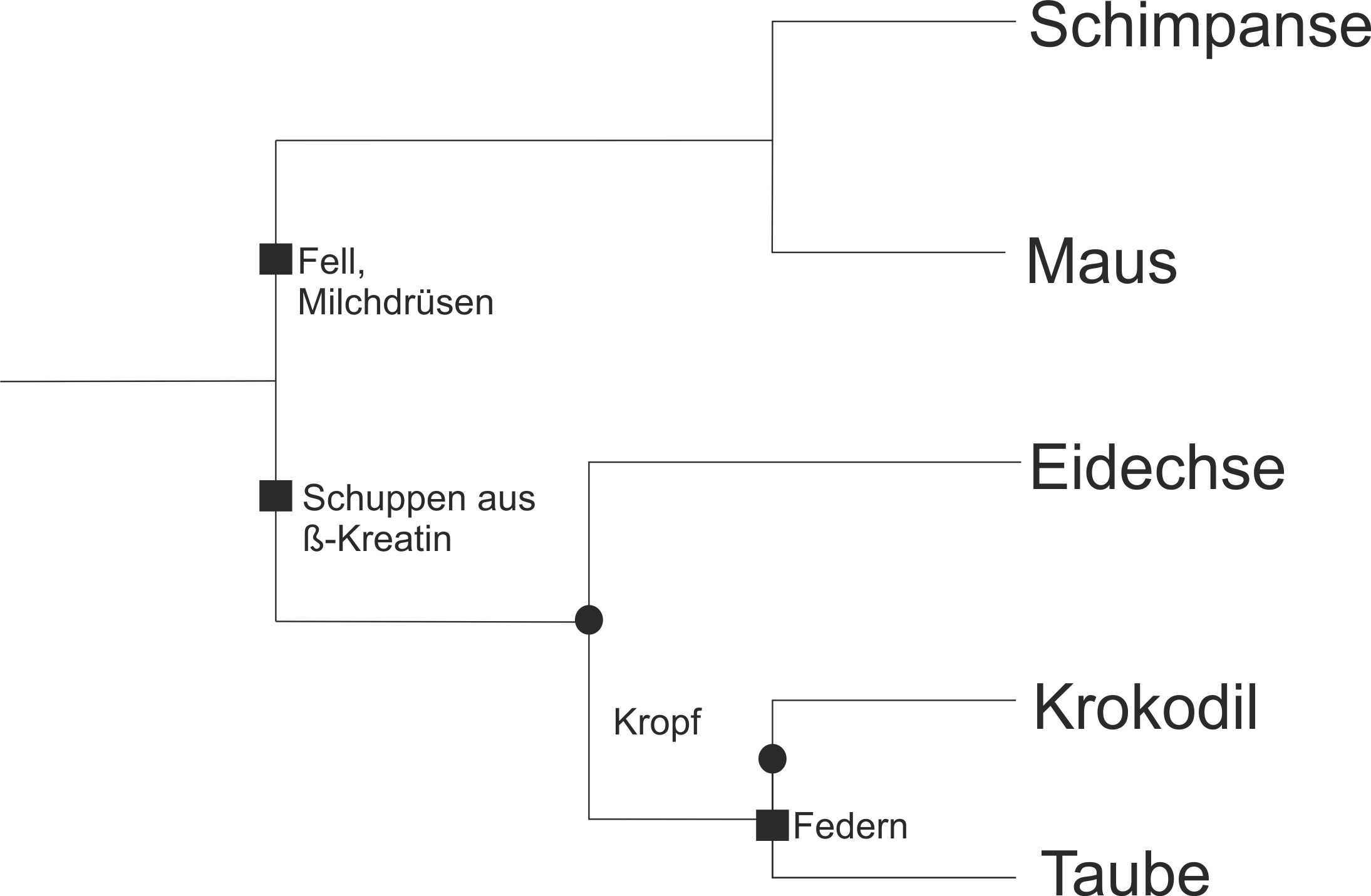 Stammbaum5Arten2 fehlt