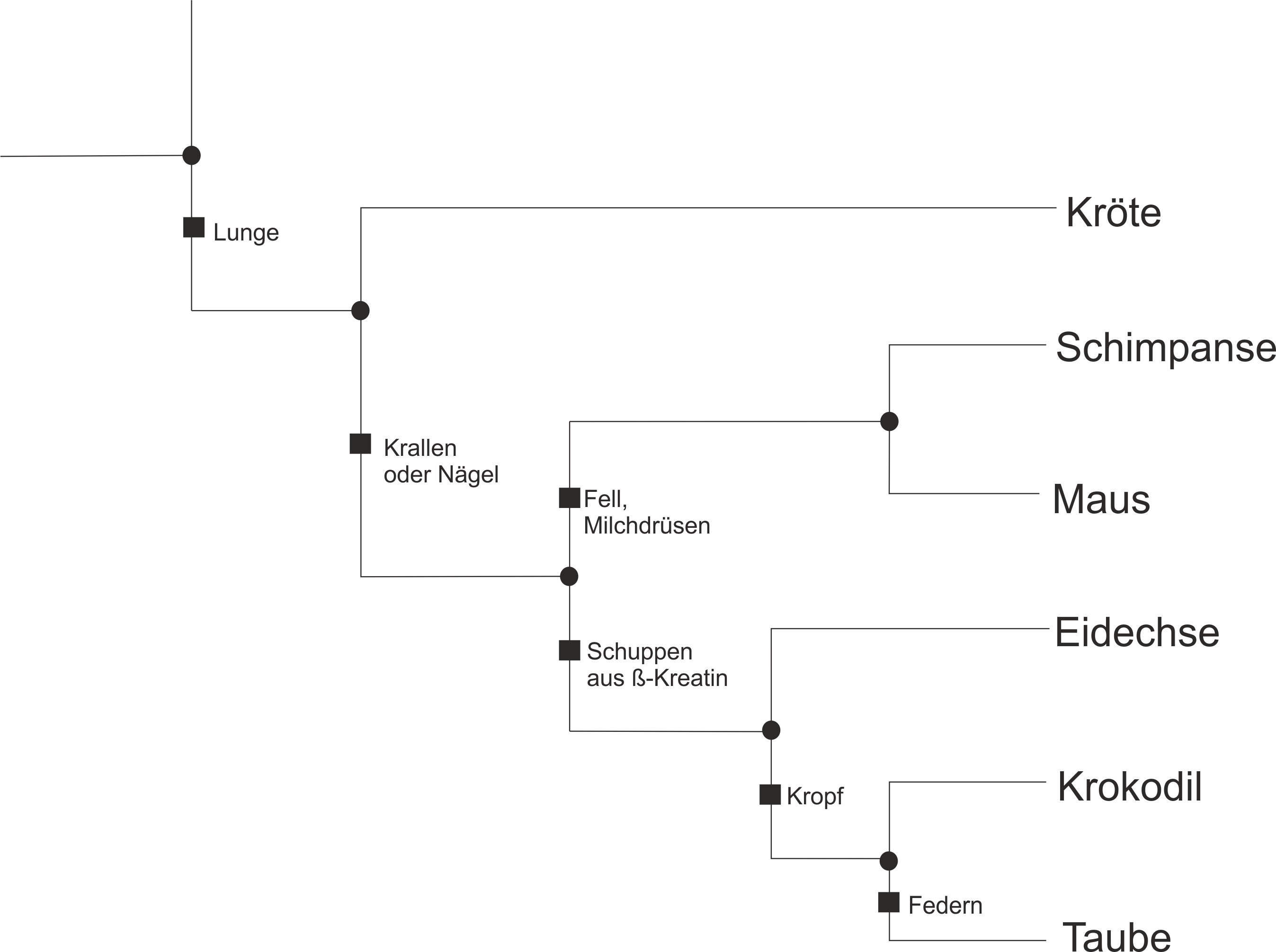 Stammbaum6Arten fehlt